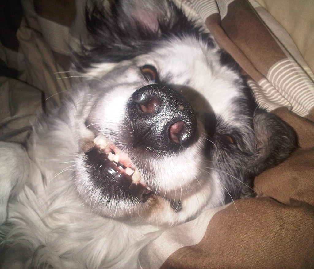kokomo