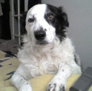 I am the luckiest and most loved dog in the world
